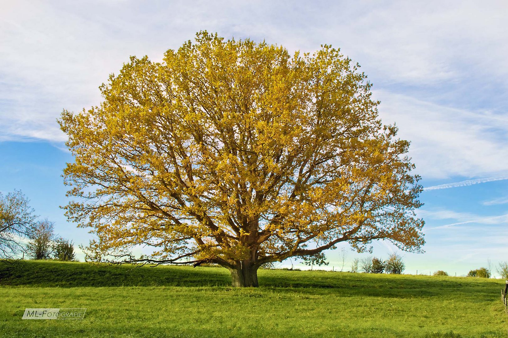 Herbstliche Eiche 2019