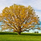 Herbstliche Eiche 2019