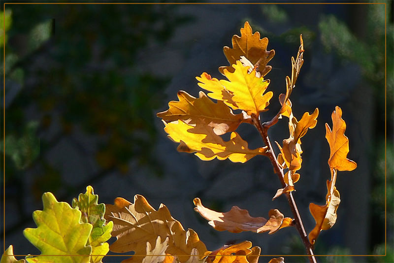 Herbstliche Eiche