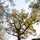 Herbstliche Eiche bei Schloss Eisenbach