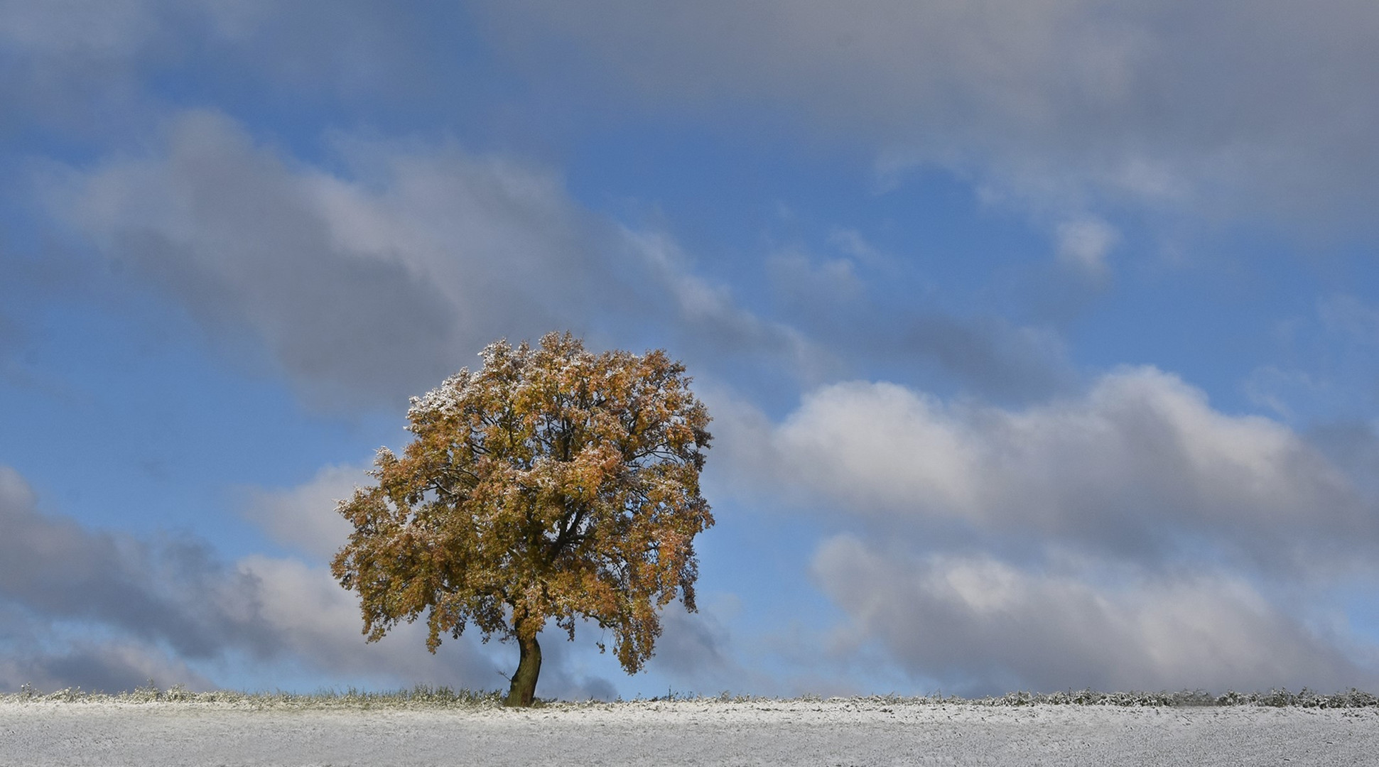 Herbstliche Eiche im Schnee...