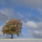 Herbstliche Eiche im Schnee...