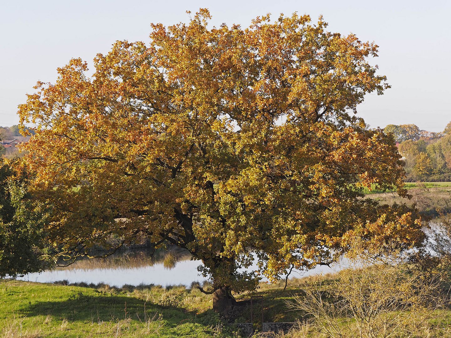 Herbstliche Eiche in der Lippe-Auenlandschaft bei Werne-Stockum