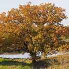 Herbstliche Eiche in der Lippe-Auenlandschaft bei Werne-Stockum