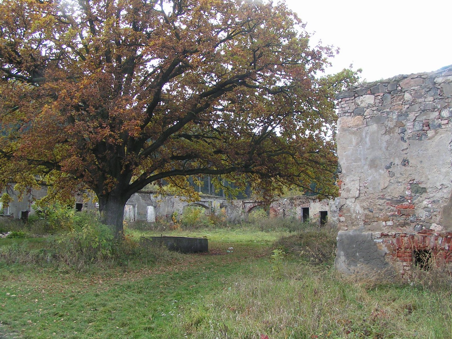 Herbstliche Eiche in Ruine des Hofes Schönburg in Böhmen