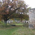 Herbstliche Eiche in Ruine des Hofes Schönburg in Böhmen