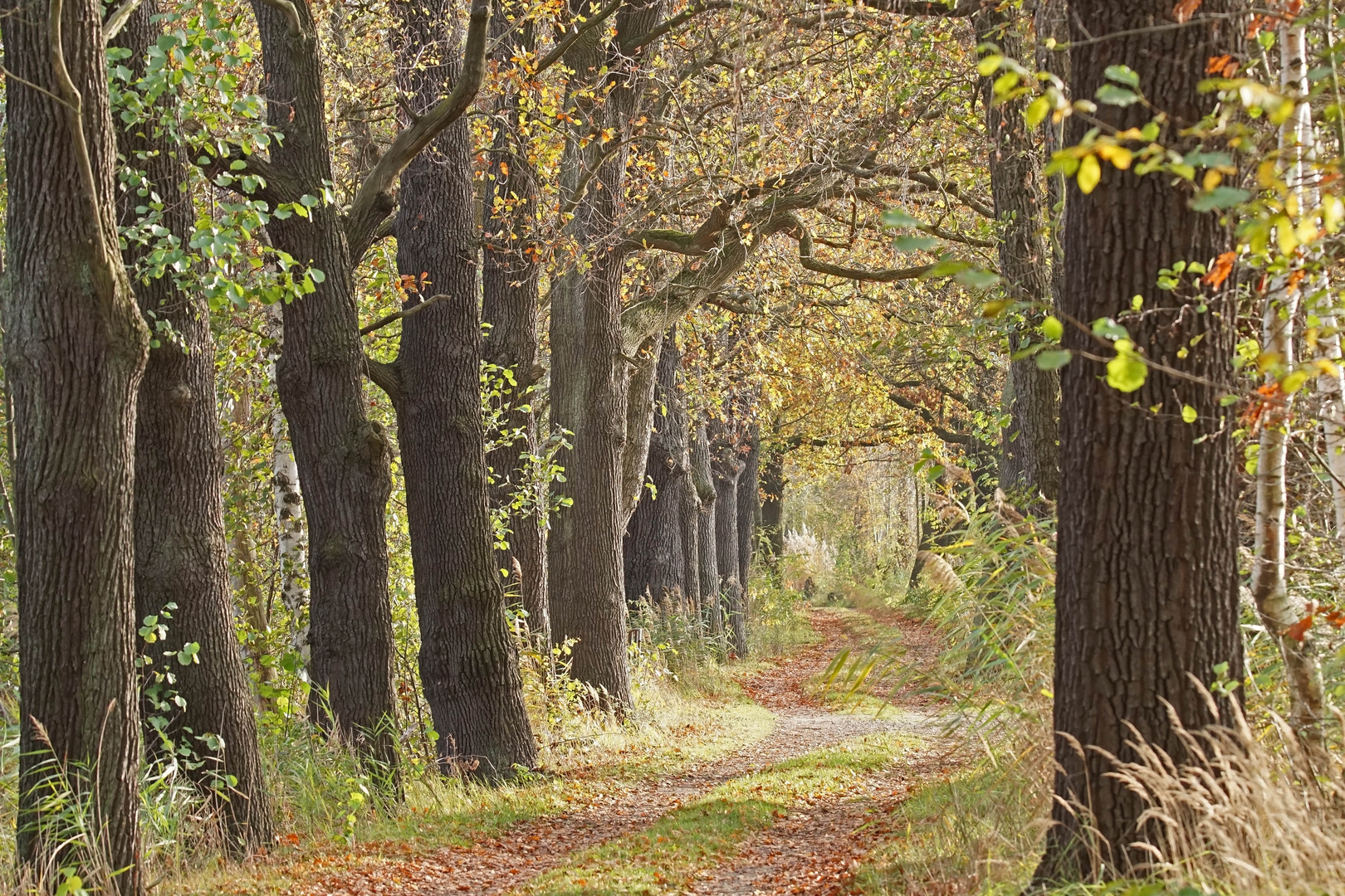 Herbstliche Eichen-Allee