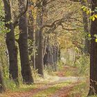 Herbstliche Eichen-Allee