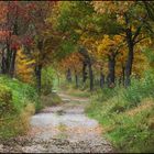 Herbstliche Eichenallee