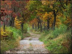 Herbstliche Eichenallee