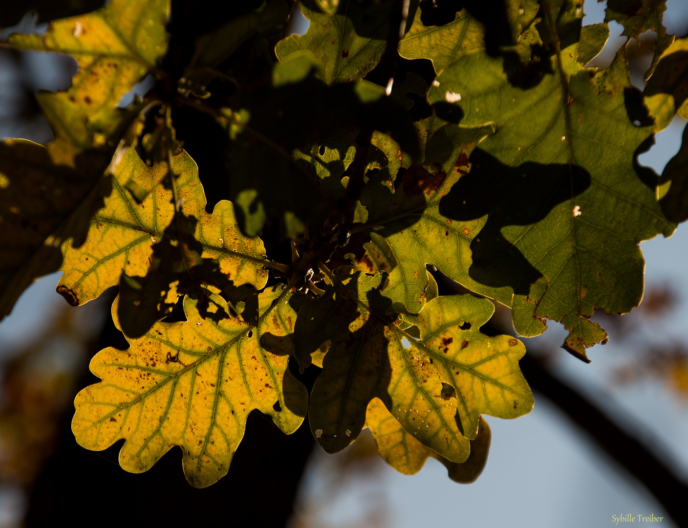 Herbstliche Eichenblätter