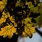 Herbstliche Eichenblätter