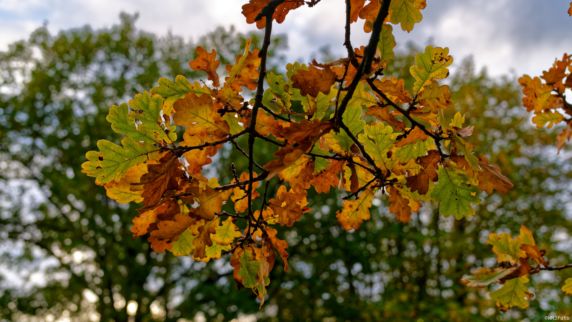 Herbstliche Eichenblätter