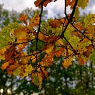 Herbstliche Eichenblätter