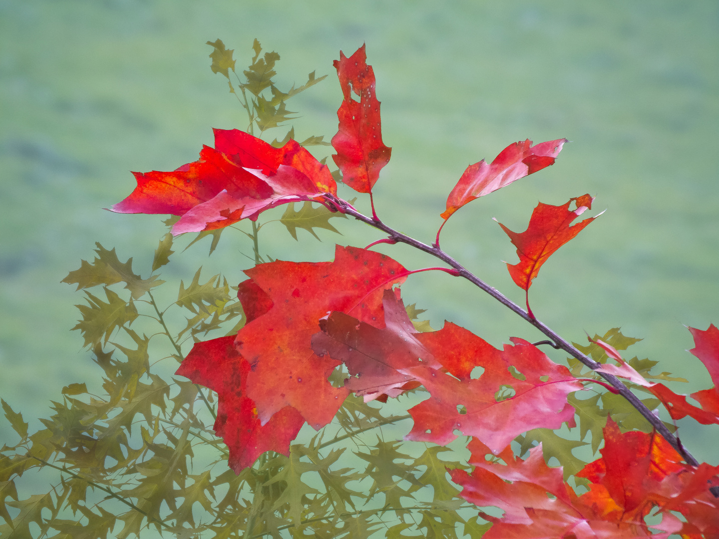 Herbstliche Eichenblätter