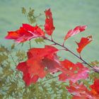 Herbstliche Eichenblätter