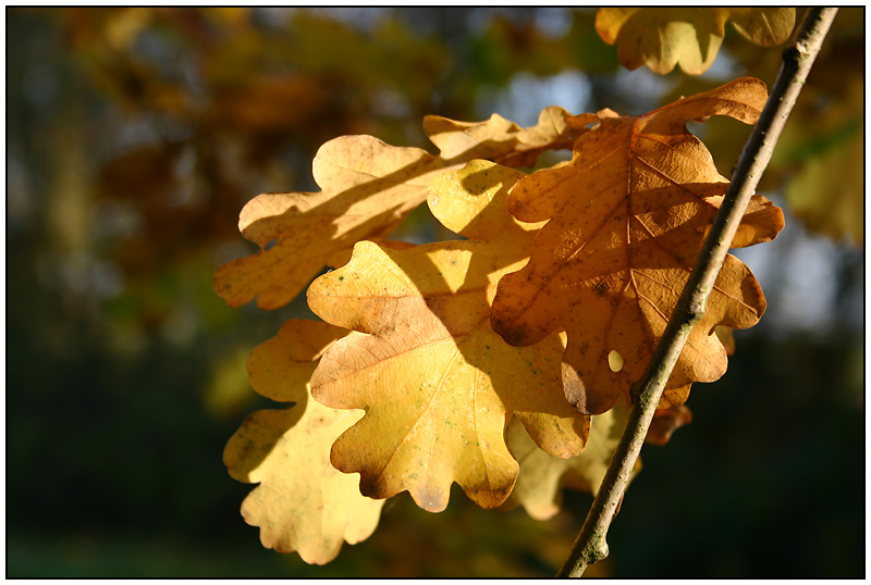 Herbstliche Eichenblätter