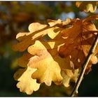 Herbstliche Eichenblätter