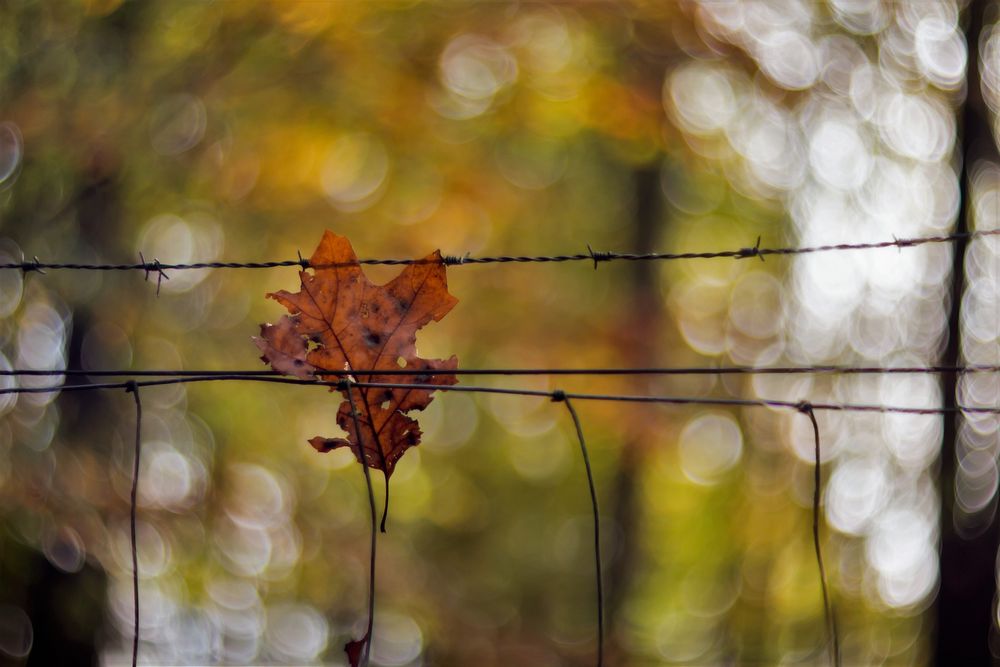 Herbstliche Eindrücke 1