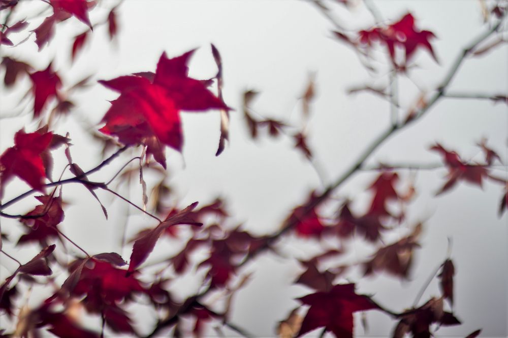 Herbstliche Eindrücke 3