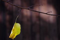 Herbstliche Einsamkeit