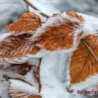 herbstliche Eiszeit