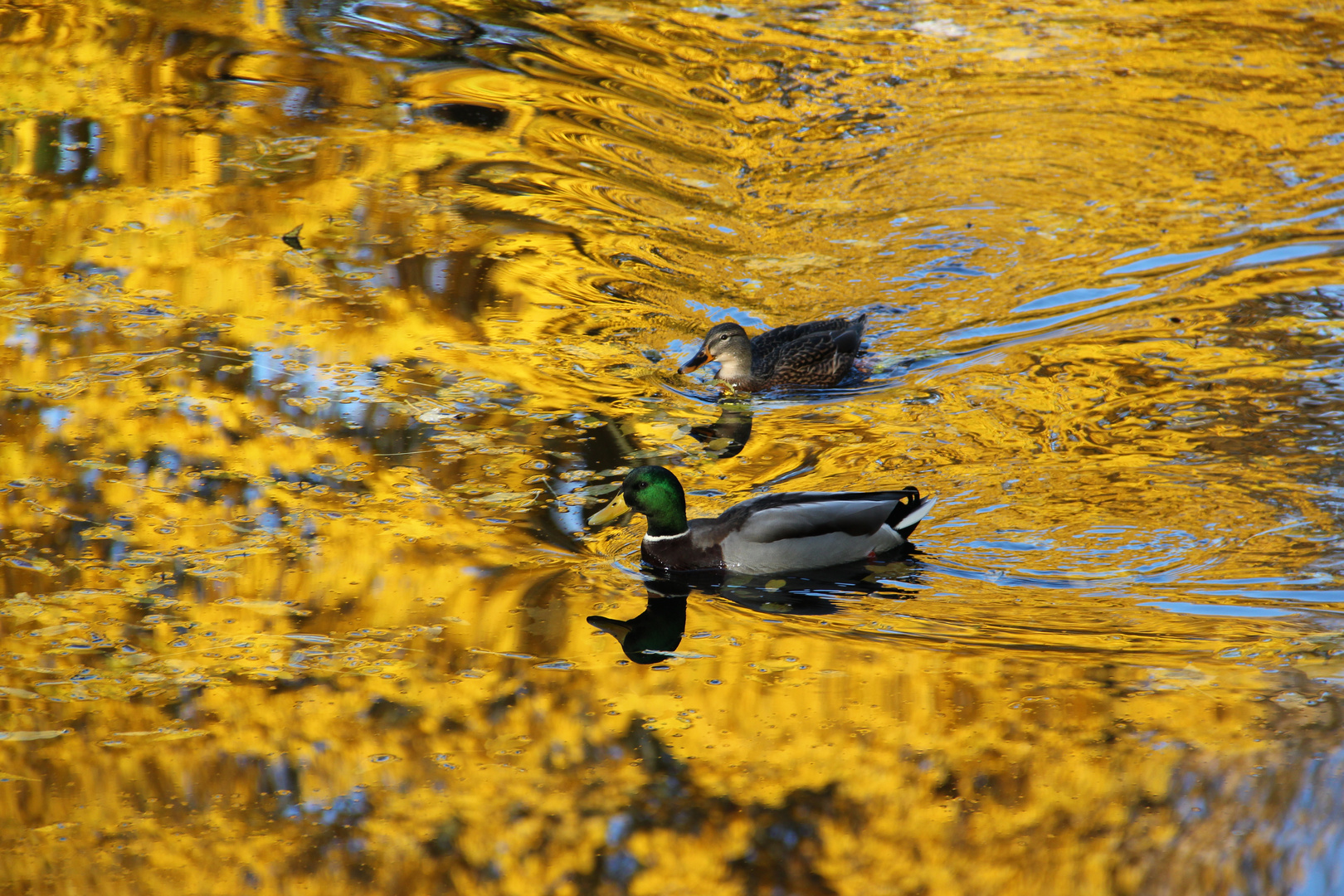 Herbstliche Ente