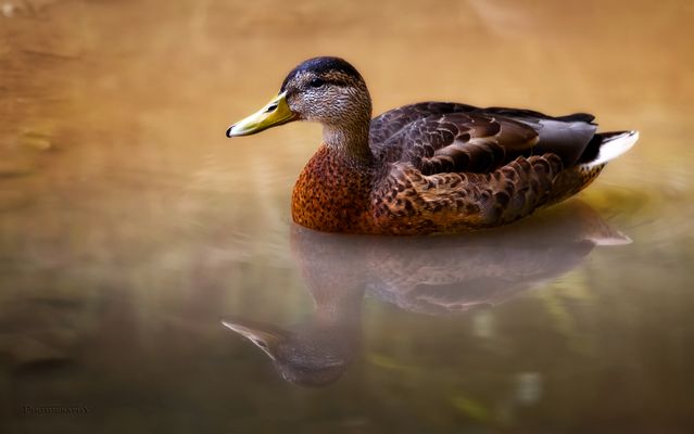 Herbstliche Ente