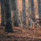 "Herbstliche Erhabenheit: Ein Hirsch im Wildpark Granat"