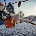 Herbstliche Erinnerungen im Schneekleid