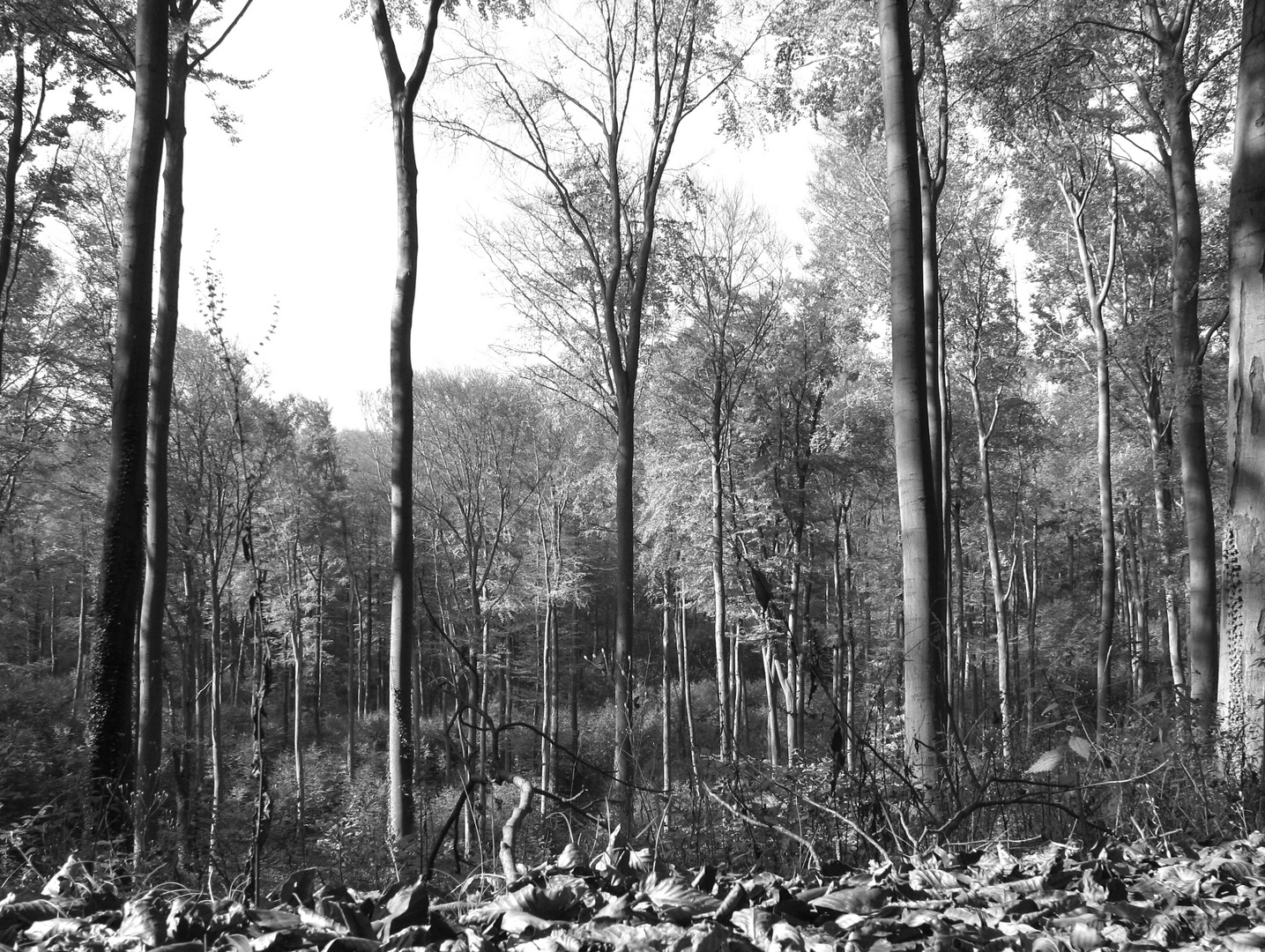 herbstliche erinnerungen in SW