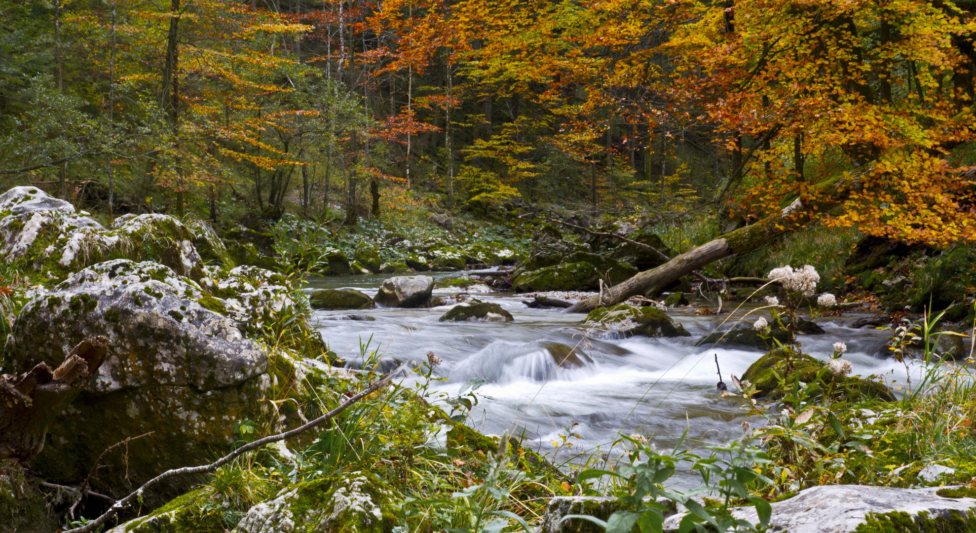 Herbstliche Erlauf