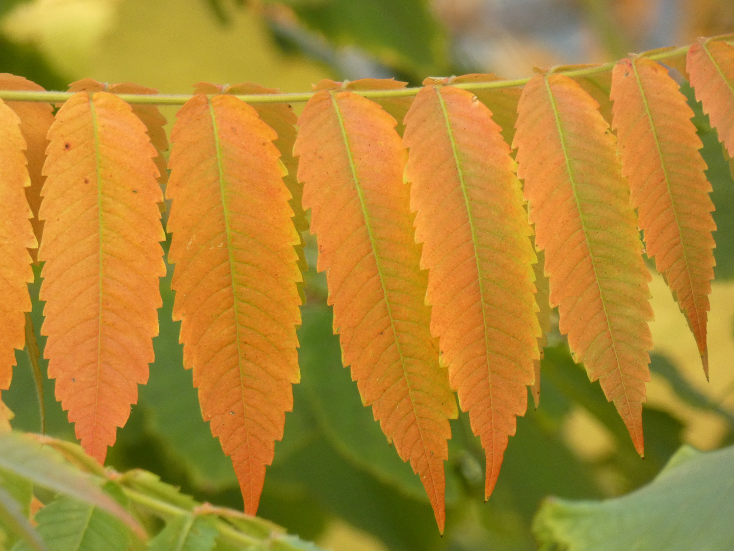 Herbstliche Essigbaumblätter