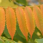 Herbstliche Essigbaumblätter