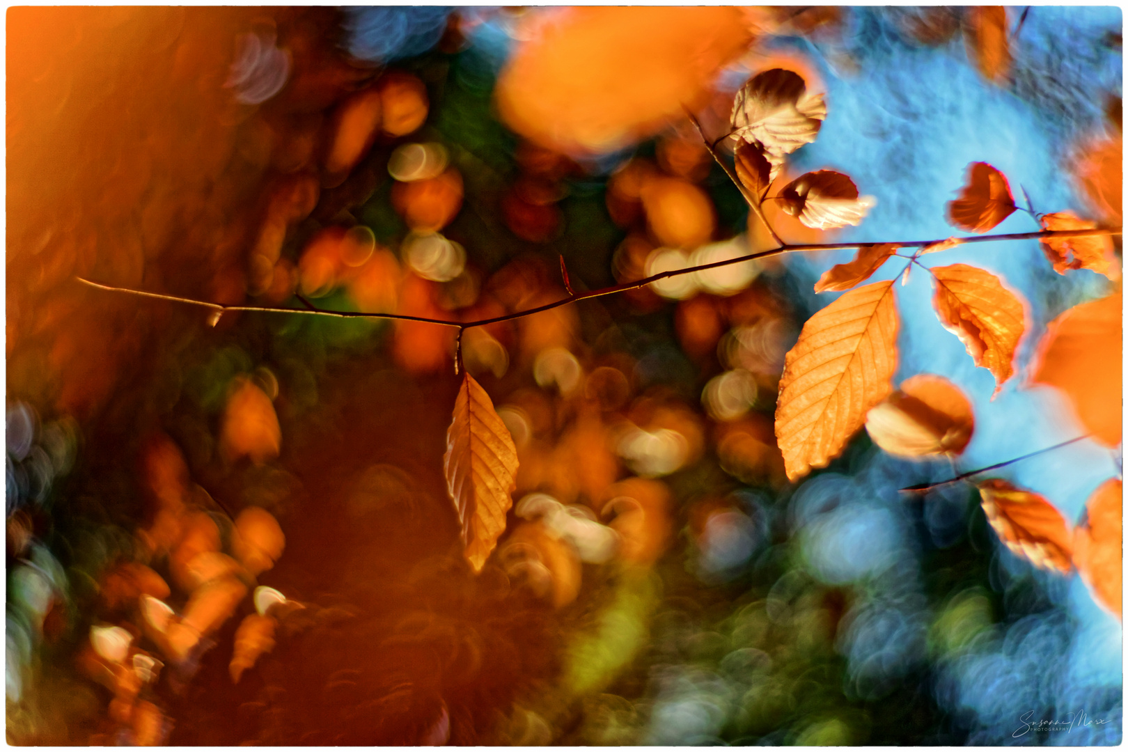 herbstliche explosion 