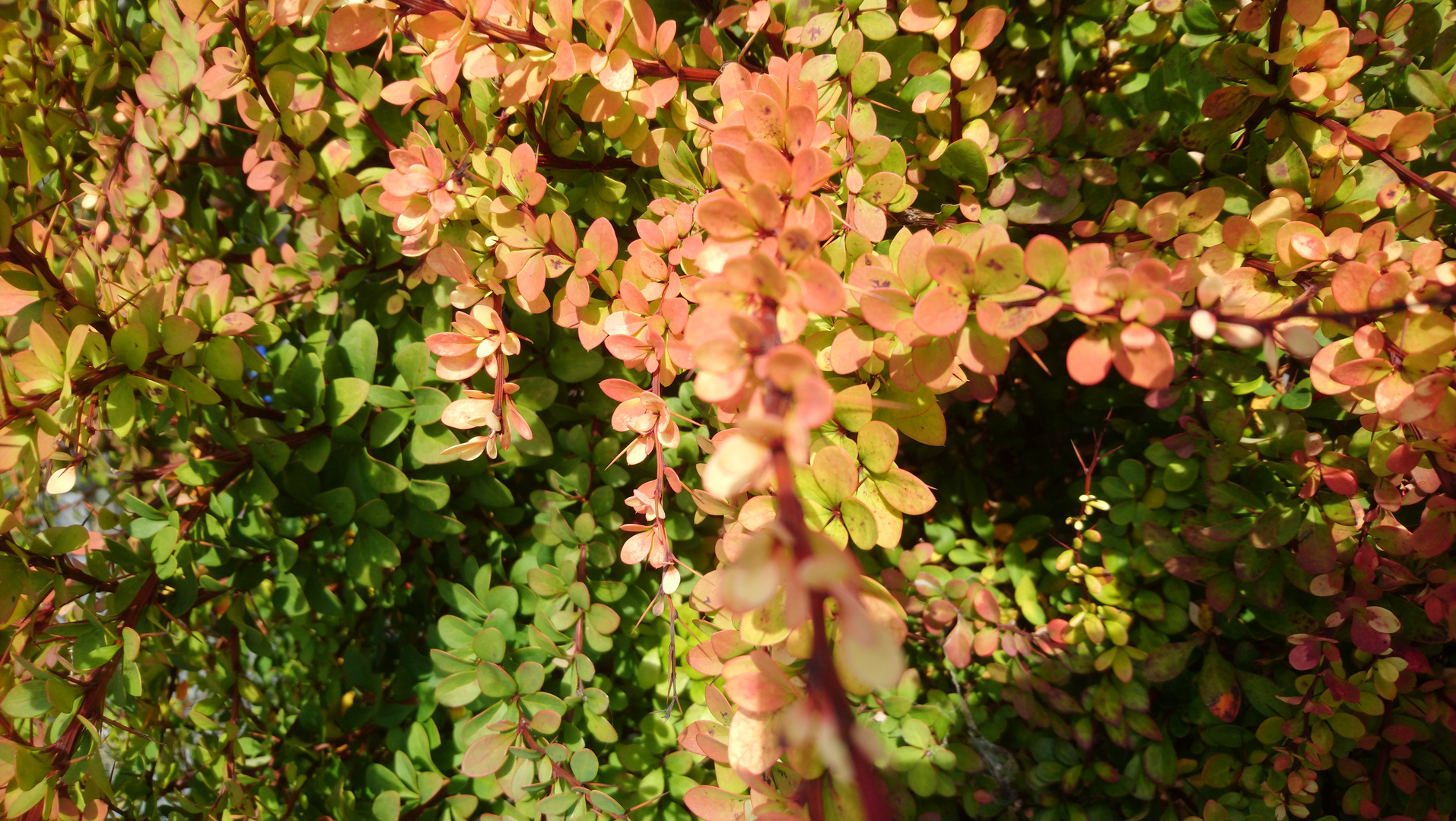 herbstliche Färbung