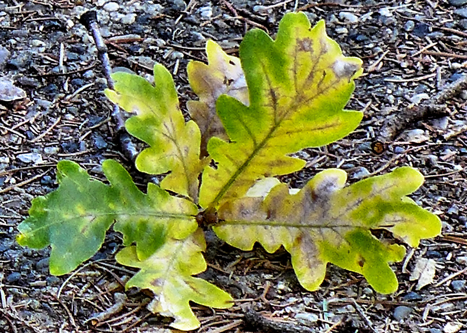 Herbstliche Färbung