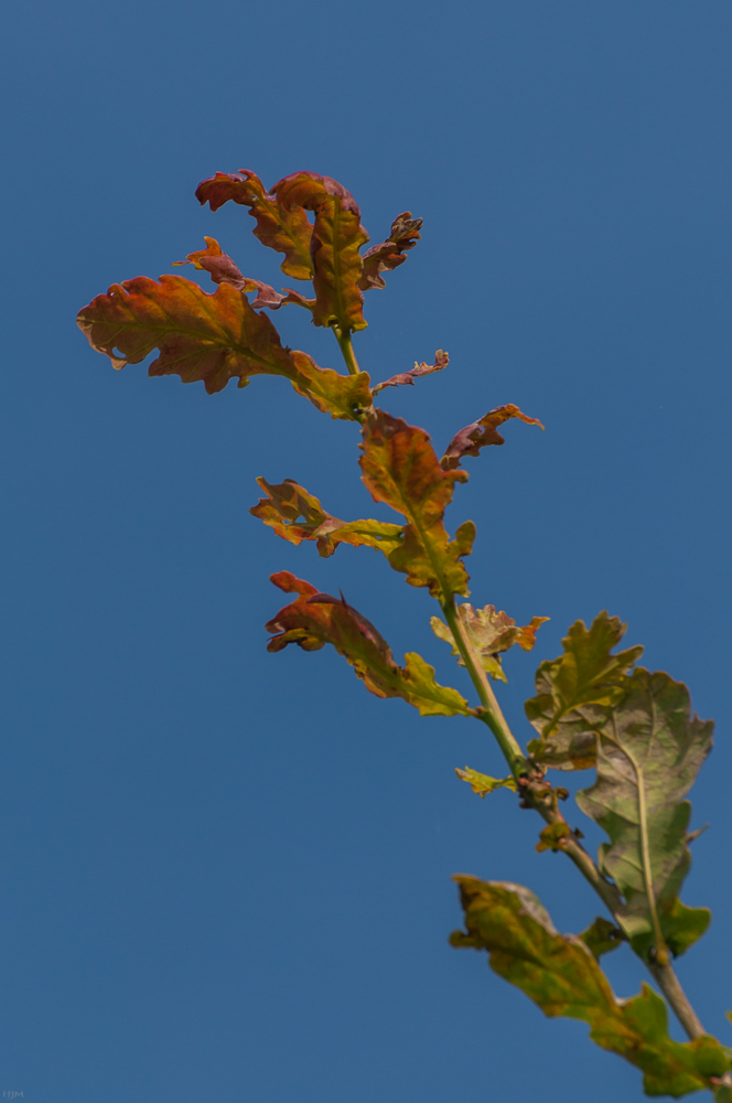 Herbstliche Färbung