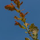 Herbstliche Färbung