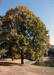 herbstliche Färbung in Sachens Parkanlagen