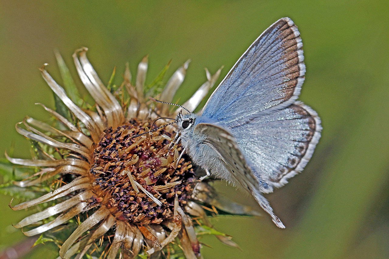 Herbstliche Falter-Tränke