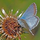 Herbstliche Falter-Tränke