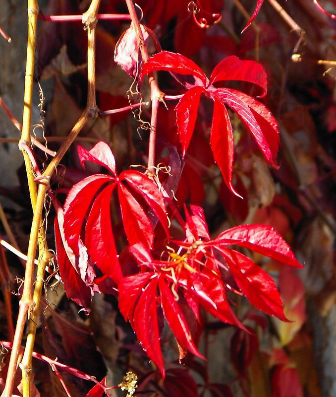 herbstliche Farbe