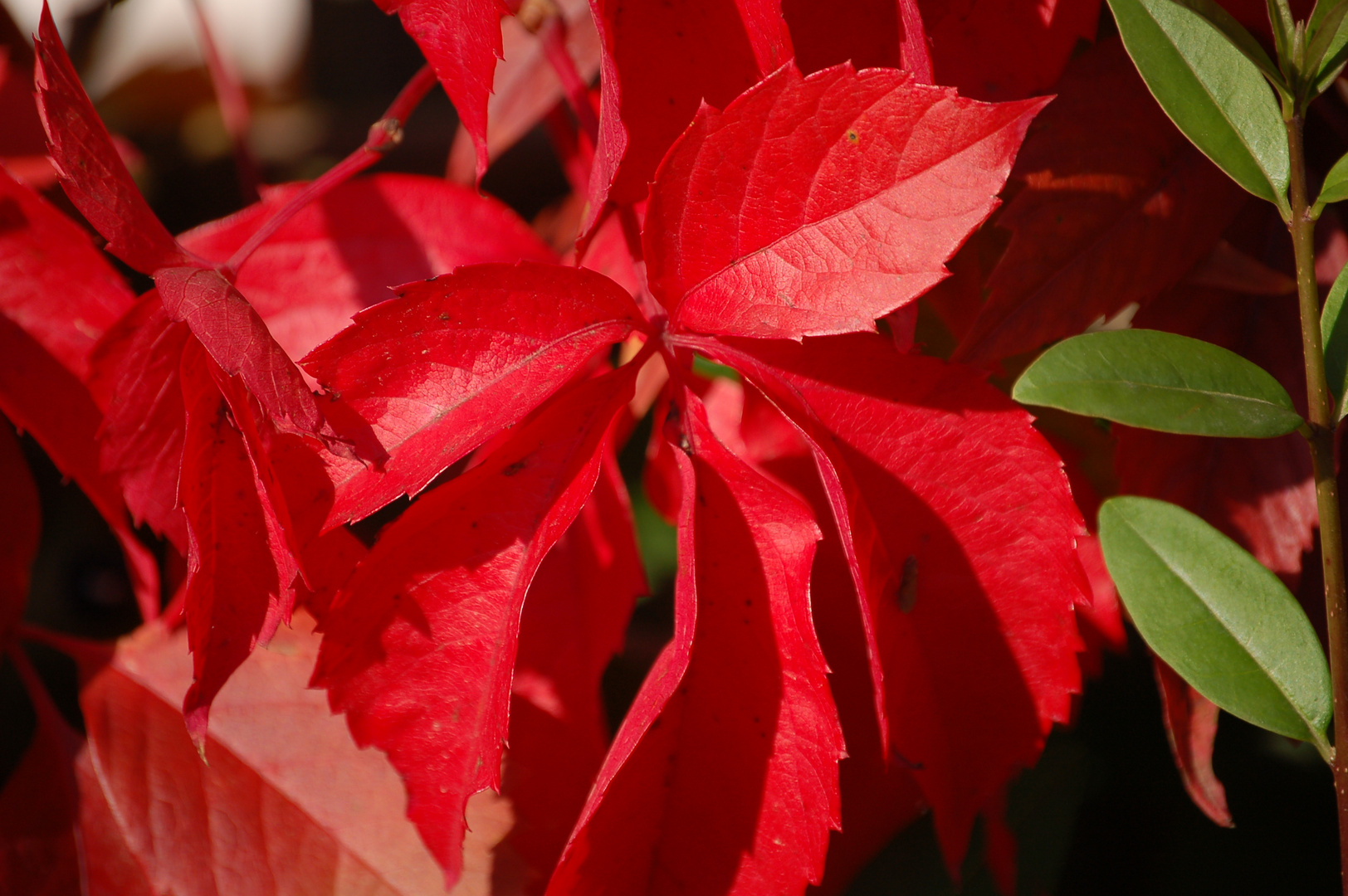 Herbstliche Farbe des Wilden Weines