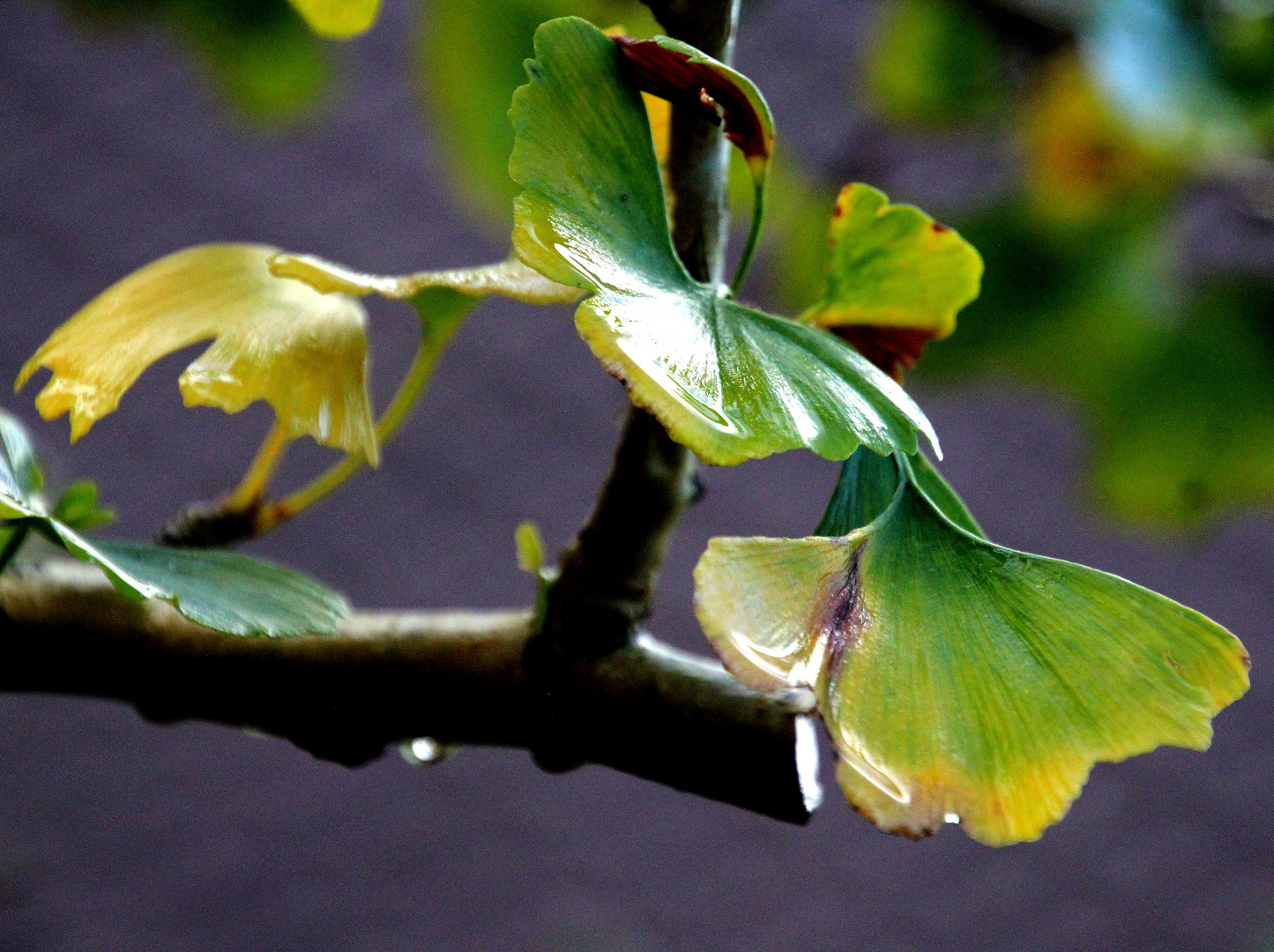 Herbstliche Farben ... 