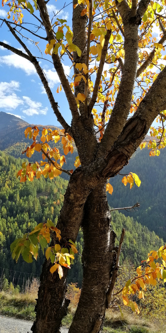 Herbstliche Farben 