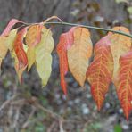 Herbstliche Farben