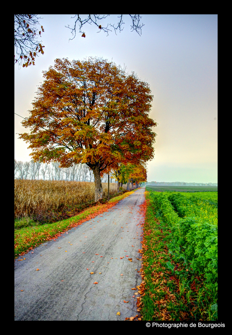 Herbstliche Farben....