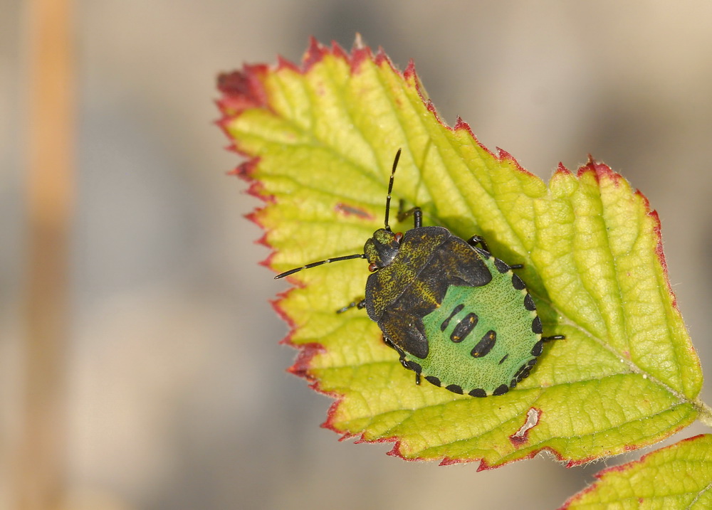 Herbstliche Farben