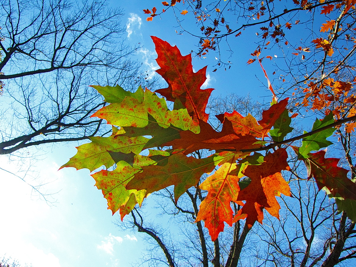 Herbstliche Farben